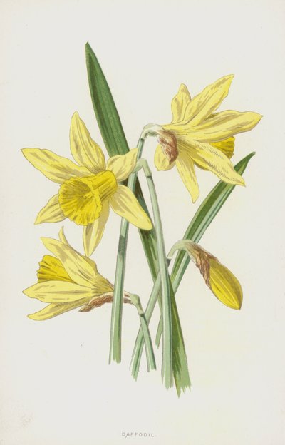Påskelilje (chromolitho) af Frederick Edward Hulme