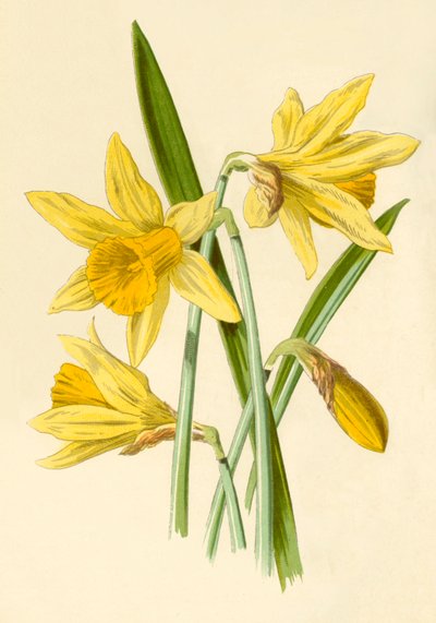 Påskelilje, 1877. af Frederick Edward Hulme