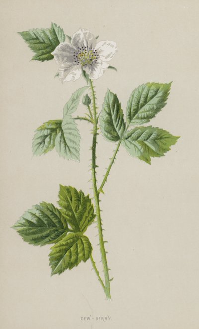 Dew-Berry (chromolitho) af Frederick Edward Hulme