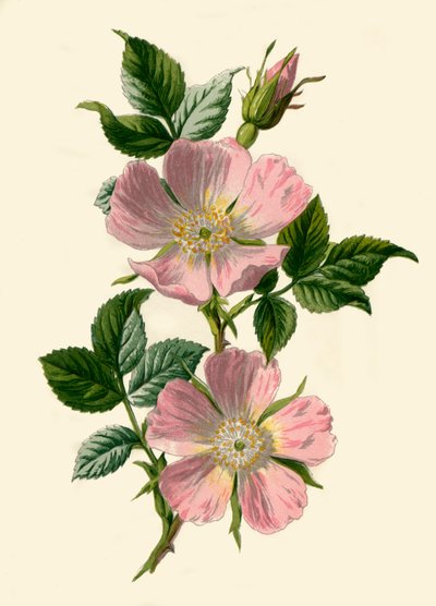 Dog-Rose, 1877. af Frederick Edward Hulme