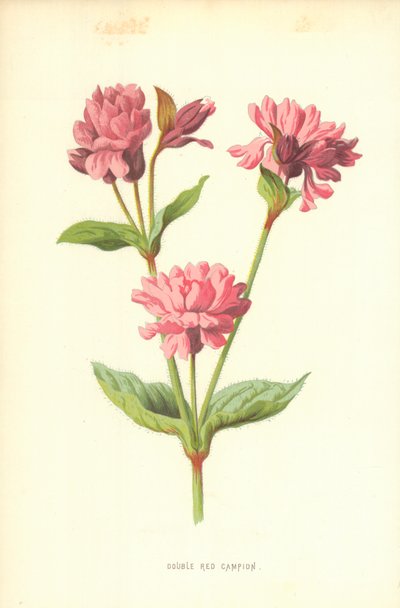Dobbelt Rød Campion af Frederick Edward Hulme