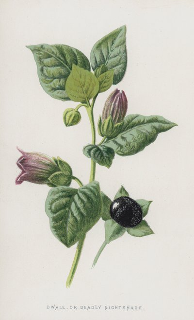 Dwale, eller Deadly Nightshade (chromolitho) af Frederick Edward Hulme