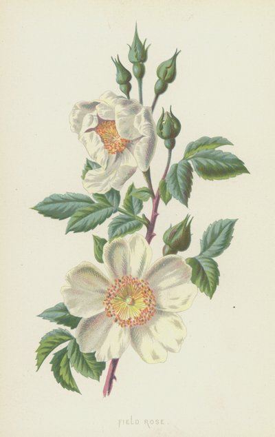 Field Rose (chromolitho) af Frederick Edward Hulme