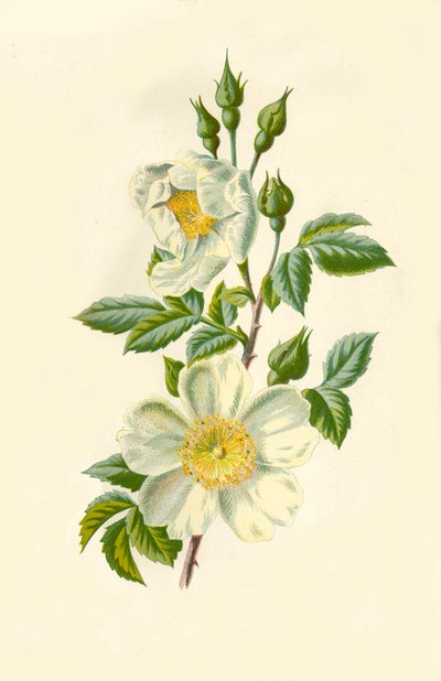 Markrose, 1877. af Frederick Edward Hulme