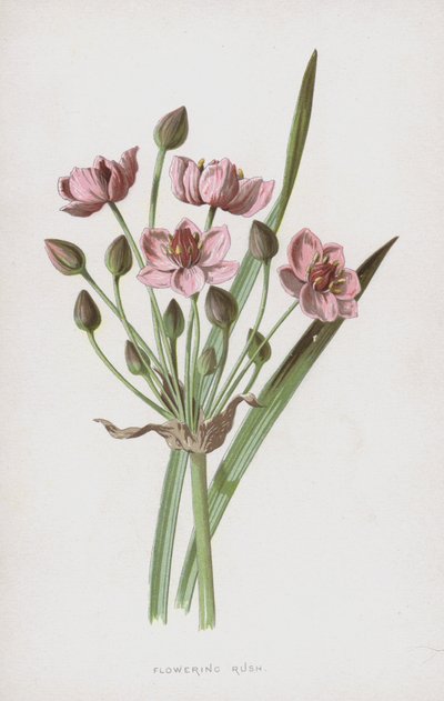 Blomstrende Rush (chromolitho) af Frederick Edward Hulme
