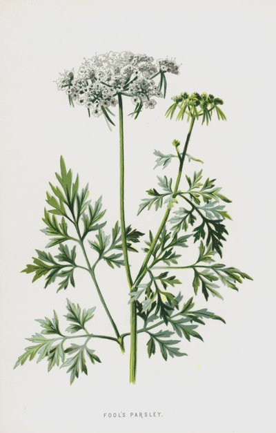 Fools Persille (chromolitho) af Frederick Edward Hulme