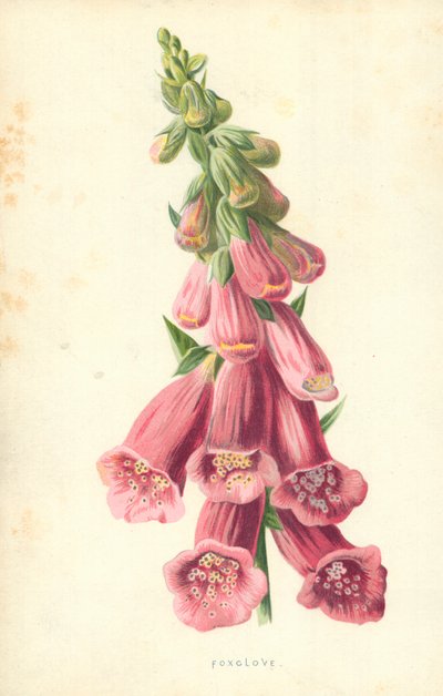 Rævenellike af Frederick Edward Hulme
