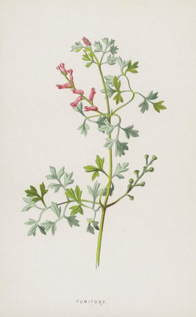 Fumitory (chromolitho) af Frederick Edward Hulme