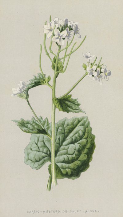 Hvidløg-sennep eller sauce-alene (chromolitho) af Frederick Edward Hulme