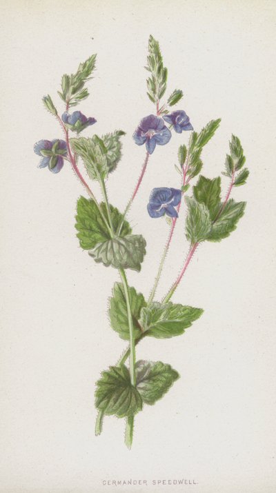 Germander Speedwell (chromolitho) af Frederick Edward Hulme