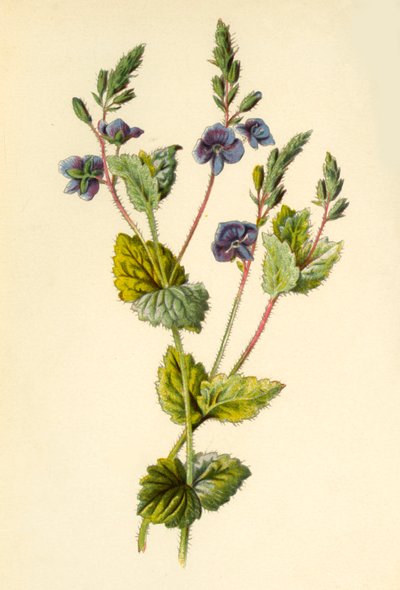 Germander Speedwell, 1877. af Frederick Edward Hulme