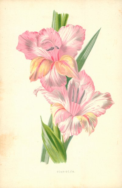 Gladiolus af Frederick Edward Hulme