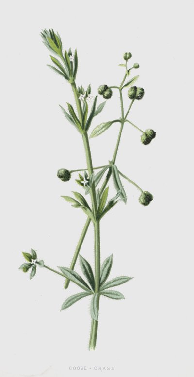 Gåsegræss (chromolitho) af Frederick Edward Hulme