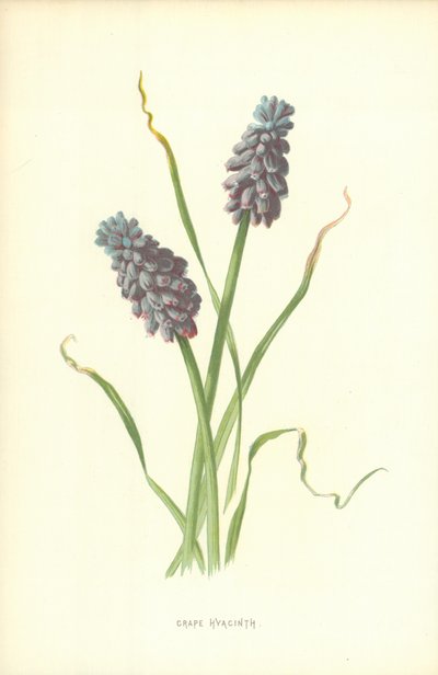 Druehyacint af Frederick Edward Hulme