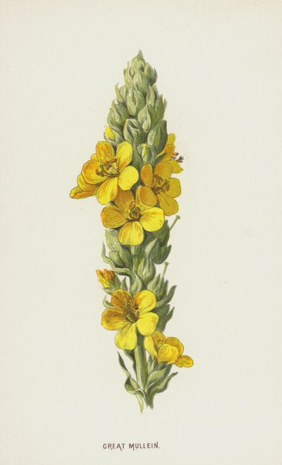Stor mullein (chromolitho) af Frederick Edward Hulme