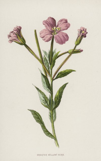 Større pileurt (chromolitho) af Frederick Edward Hulme