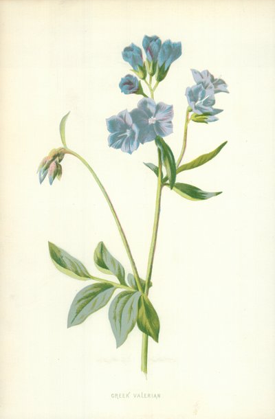 græsk baldrian af Frederick Edward Hulme