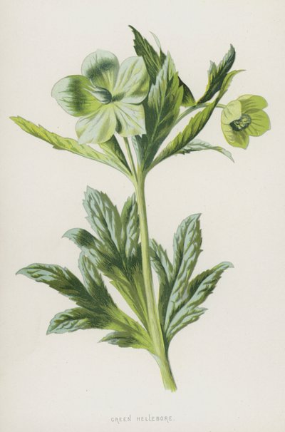 Grøn Hellebore (chromolitho) af Frederick Edward Hulme