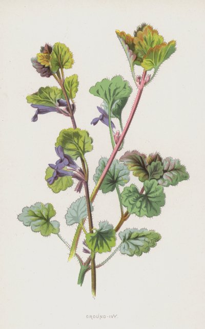 Ground-Ivy (chromolitho) af Frederick Edward Hulme