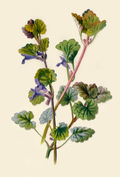Ground Ivy, 1877. af Frederick Edward Hulme