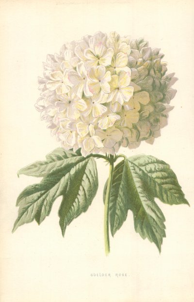 Gulder Rose af Frederick Edward Hulme