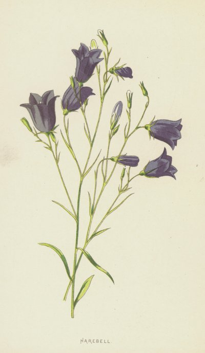 Harebell (chromolitho) af Frederick Edward Hulme