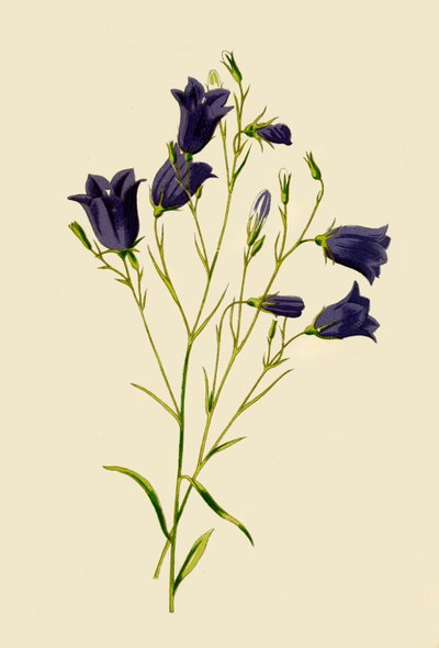 Harebell, 1877. af Frederick Edward Hulme