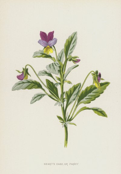 Hearts Ease eller Stedmoderblomst (chromolitho) af Frederick Edward Hulme