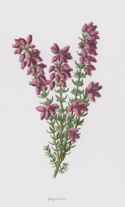 Lyng (chromolitho) af Frederick Edward Hulme