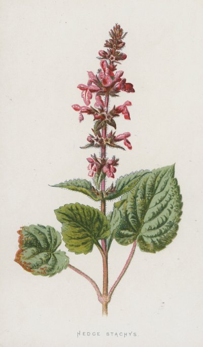 Hedge Stachys (chromolitho) af Frederick Edward Hulme