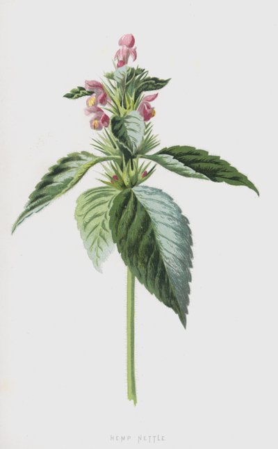 Hampenælde (chromolitho) af Frederick Edward Hulme
