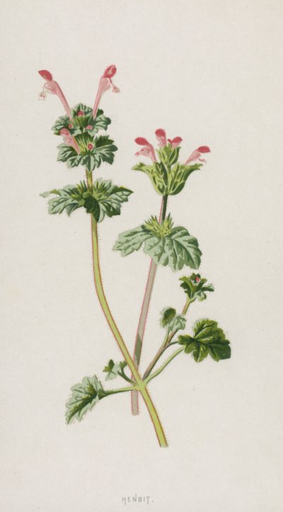 Henbit (chromolitho) af Frederick Edward Hulme