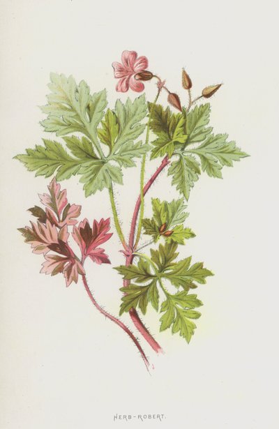 Herb-Robert (chromolitho) af Frederick Edward Hulme