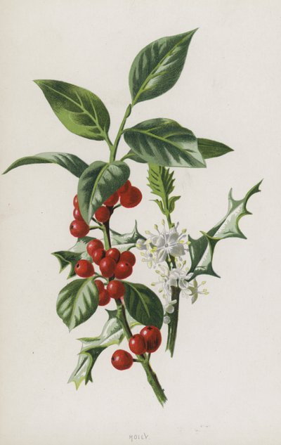 Holly (chromolitho) af Frederick Edward Hulme