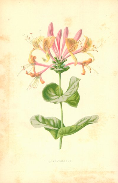 Kaprifolie af Frederick Edward Hulme