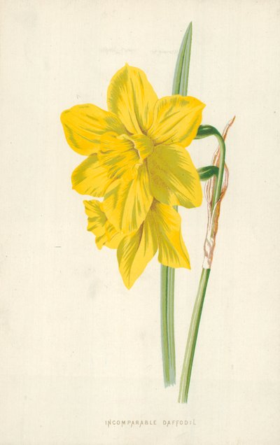 Usammenlignelig påskelilje af Frederick Edward Hulme
