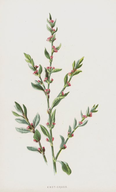 Knob-grass (chromolitho) af Frederick Edward Hulme