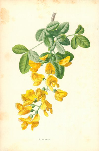 Laburnum af Frederick Edward Hulme