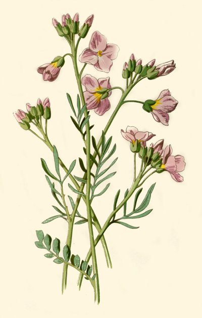 Ladys kittel, bitterkarse eller gøgeblomst, 1877. af Frederick Edward Hulme