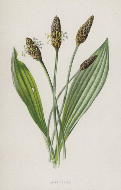 Lammetunge (chromolitho) af Frederick Edward Hulme