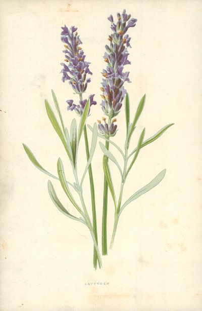 Lavendel af Frederick Edward Hulme