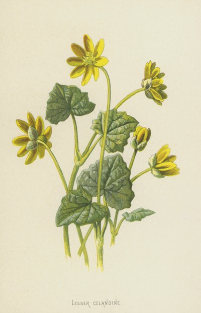 Lille skælrod (chromolitho) af Frederick Edward Hulme