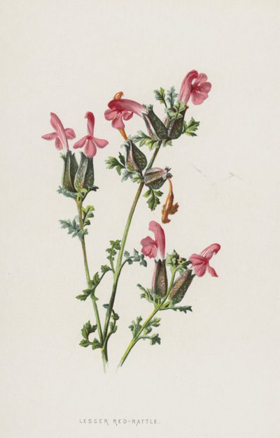 Mindre rød-rangle (chromolitho) af Frederick Edward Hulme