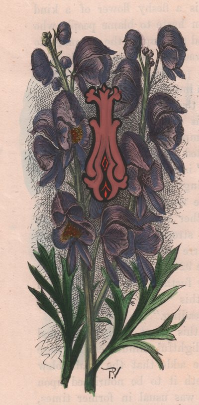 Bogstav I, drop cap letter, akvarelgravering, cm 10x5, af Frederick Edward Hulme (1841-1909) fra The familiar Garden Flower, ca. 1880 af Frederick Edward Hulme