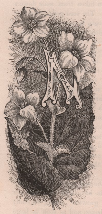 Bogstav N, drop cap bogstav, gravering, cm 10x5, af Frederick Edward Hulme (1841-1909) fra The familiar Garden Flower, ca. 1880 af Frederick Edward Hulme