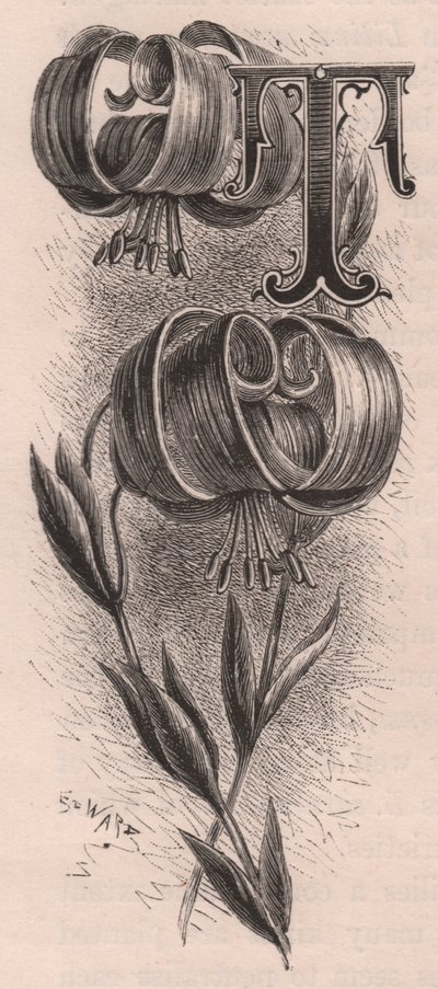 Bogstav T, drop cap bogstav, gravering, cm 10x5, af Frederick Edward Hulme (1841-1909) fra The familiar Garden Flower, ca. 1880 af Frederick Edward Hulme