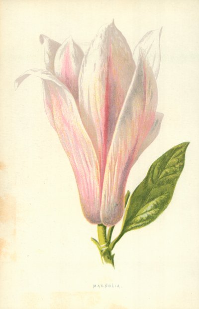 Magnolia af Frederick Edward Hulme