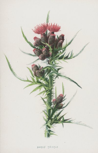 Marsh Thistle (chromolitho) af Frederick Edward Hulme