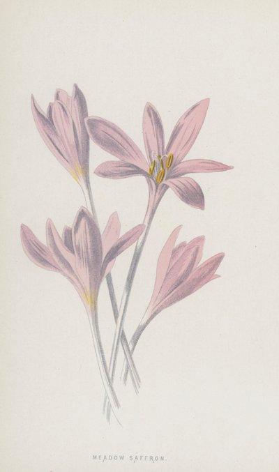Eng safran (chromolitho) af Frederick Edward Hulme