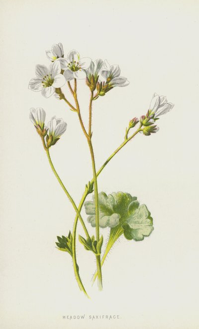 Eng Saxifrage (chromolitho) af Frederick Edward Hulme